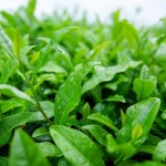 30 amazing health benefits of green tea