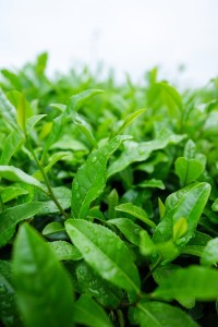 30 amazing health benefits of green tea