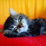 10 amazing health benefits of sleep