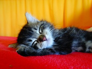 Read more about the article 10 Amazing Health Benefits of Sleep