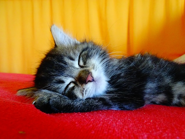 Read more about the article 10 Amazing Health Benefits of Sleep