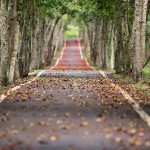 Our dreams gives our direction in life